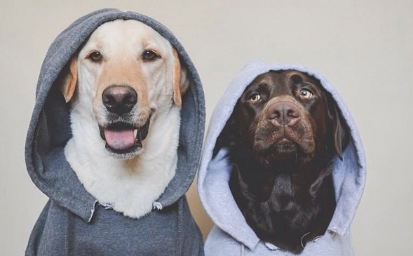 These Dogs Are Absolutely Cooler Than Their Owners