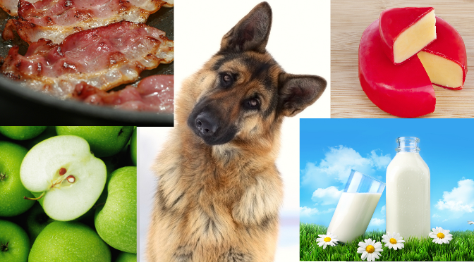 10 People Foods That Can KILL Your German Shepherd