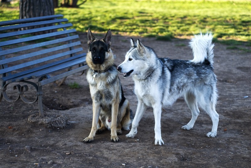 Are You Breaking The Rules Of Dog Park Etiquette?