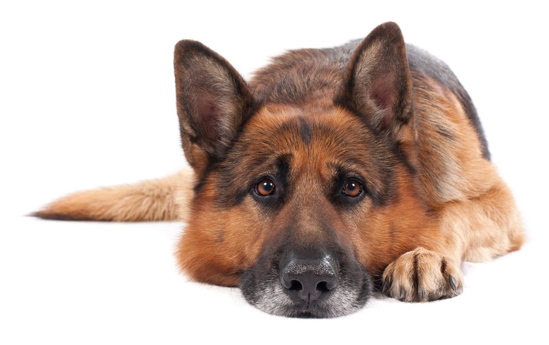 Is Your Dog Feeling Down? What To Do When Your Dog Gets the Blues