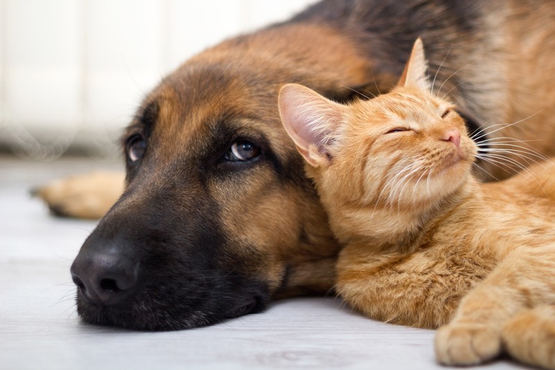 Cat People vs. Dog People – Forever Opposites?