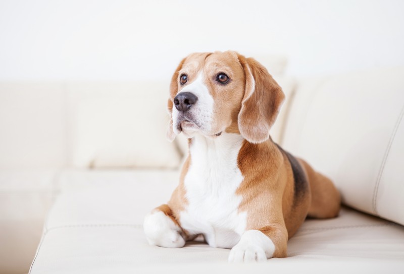 Dog Breeds That’ll Feel at Home in an Apartment
