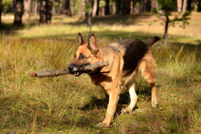 15 Things You’re Doing That Confuse The Hell Out Of Your Dog