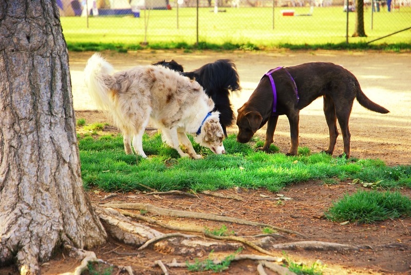 Dog Park Rules We’re Positive You’re Breaking….