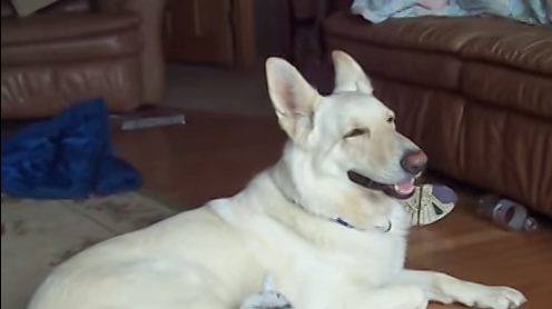 [VIDEO] Adorable Baby Goat Thinks White German Shepherd is His Mom – Too Cute for Words!