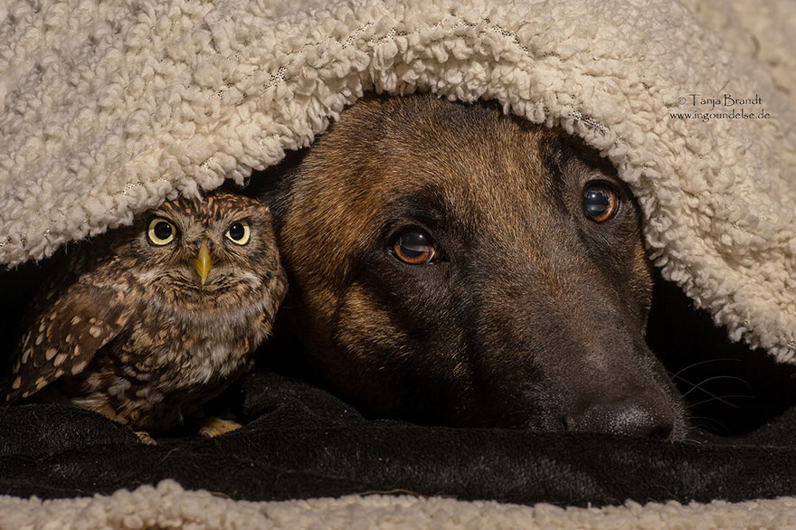 This Mini Owl and German Shepherd Are BFFs: See It To Believe It!