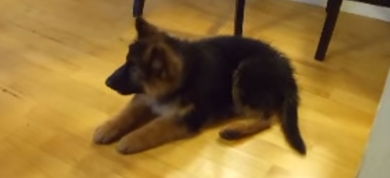 This Pup Knows So Many Tricks and She’s Only 11 Weeks! Watch and See!!!