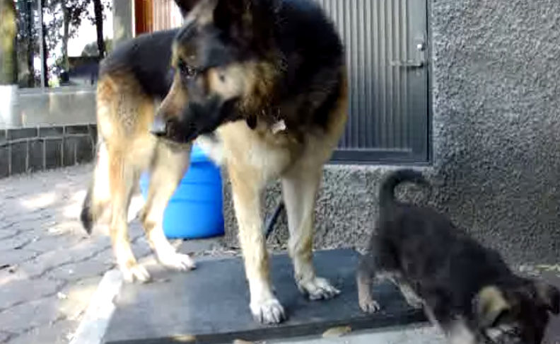 This Adorable Dog Video Will Turn Your Heart To Mush