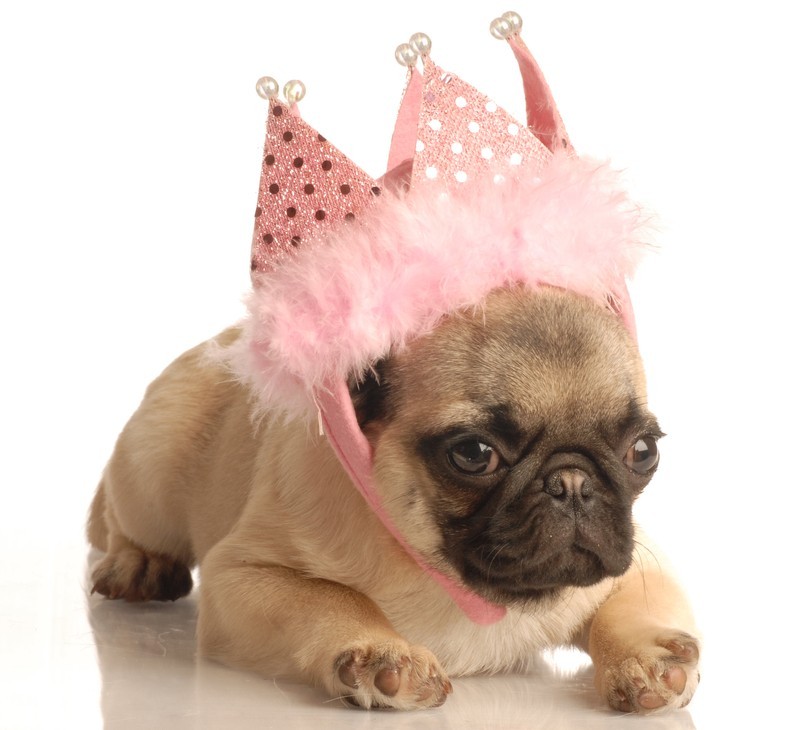 Do You Have A Diva Dog? See If Your Breed Is On This High Maintenance Doggy List!