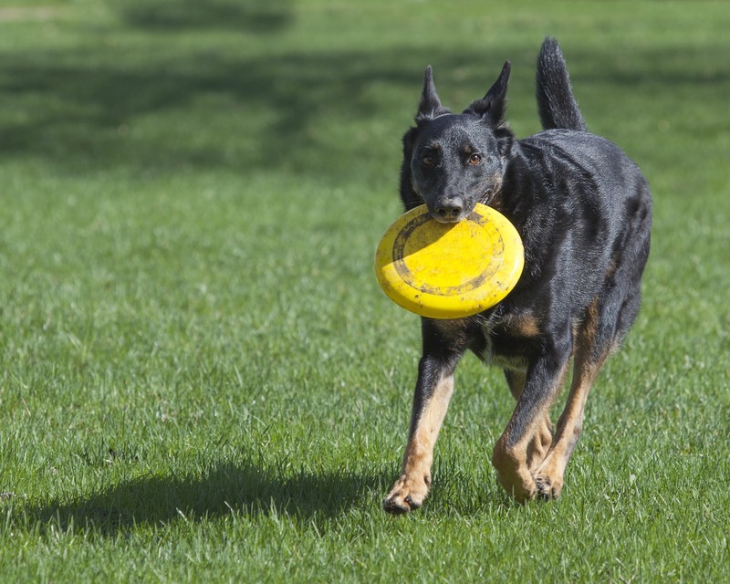 Are You Reducing Your Dog’s Life Span?