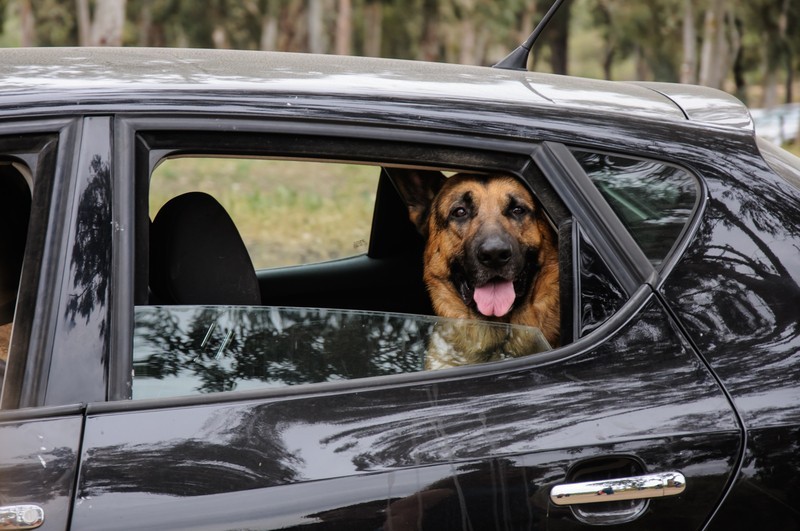 Make Doggy Road Trips Enjoyable With These Tips