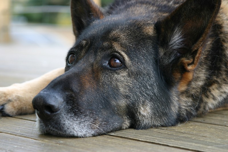 Keeping Your Senior Dog Healthy: Signs and Symptoms To Be Aware Of