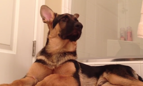 [VIDEO] Dog And His Owner Sing A Priceless Duet! The Part At 00:26 Is Amazing…