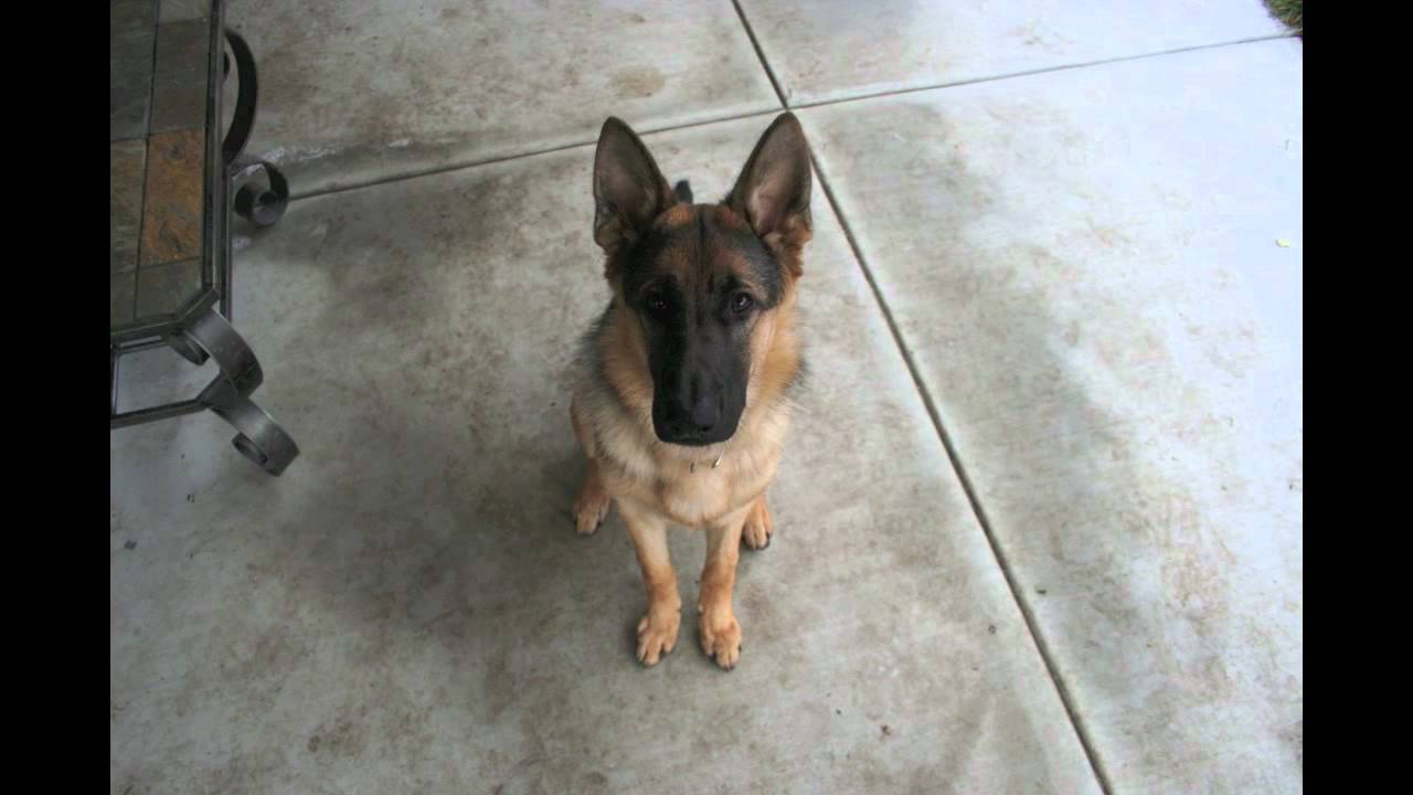 [VIDEO] Watch This German Shepherd Transform from Pup to Adult Before Your Eyes!