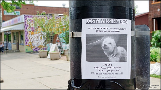 8 Awesome ‘Lost Dog’ Flyer Tips That Will Get Your Dog Found