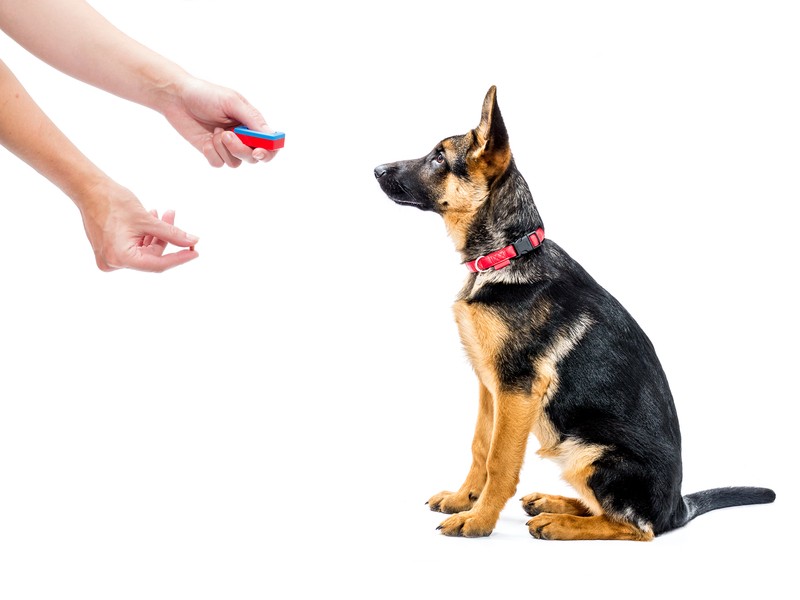 The 5 Critical Commands Every Dog Should Be Taught