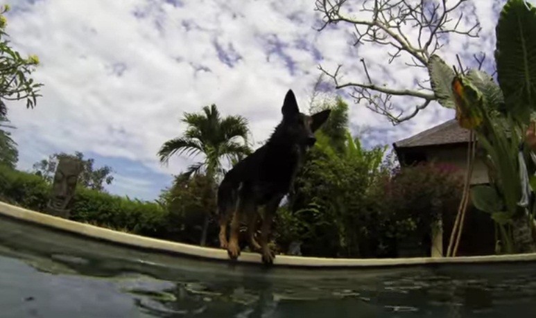 [VIDEO] This Dog Was Trained To Dive Under Water! See His Incredible Skills Here