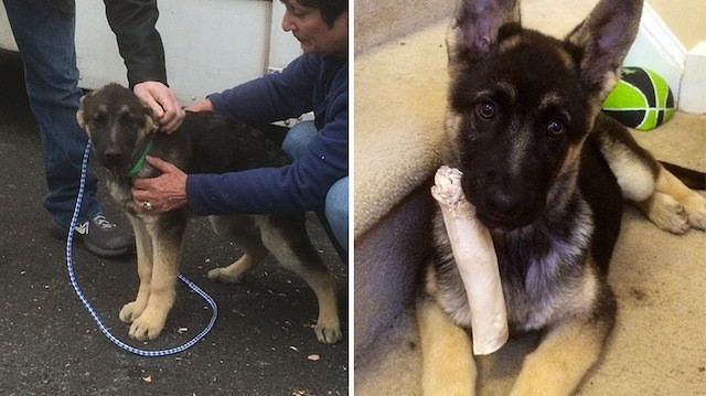 6 Inspiring Photos Of Re-Homed Rescue Dogs That’ll Restore Your Faith In Humanity