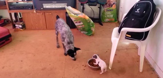[VIDEO] Watch This Tiny Puppy Bravely Defend His Dog Food In This Hilarious Video!