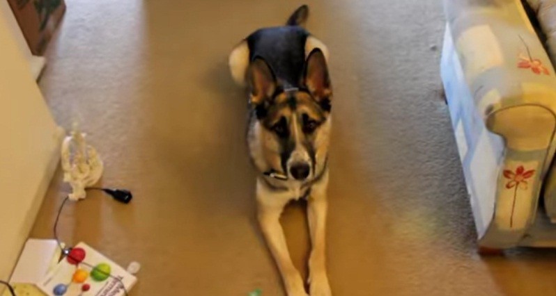 [VIDEO] This German Shepherd Has The Ultimate ‘Before Dinner’ Routine!