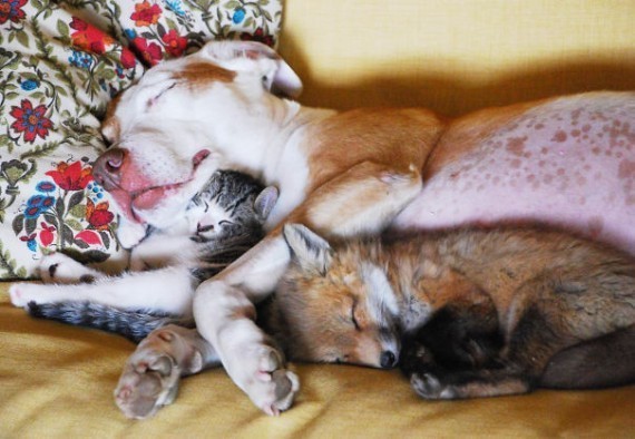 Dog and kitten and fox