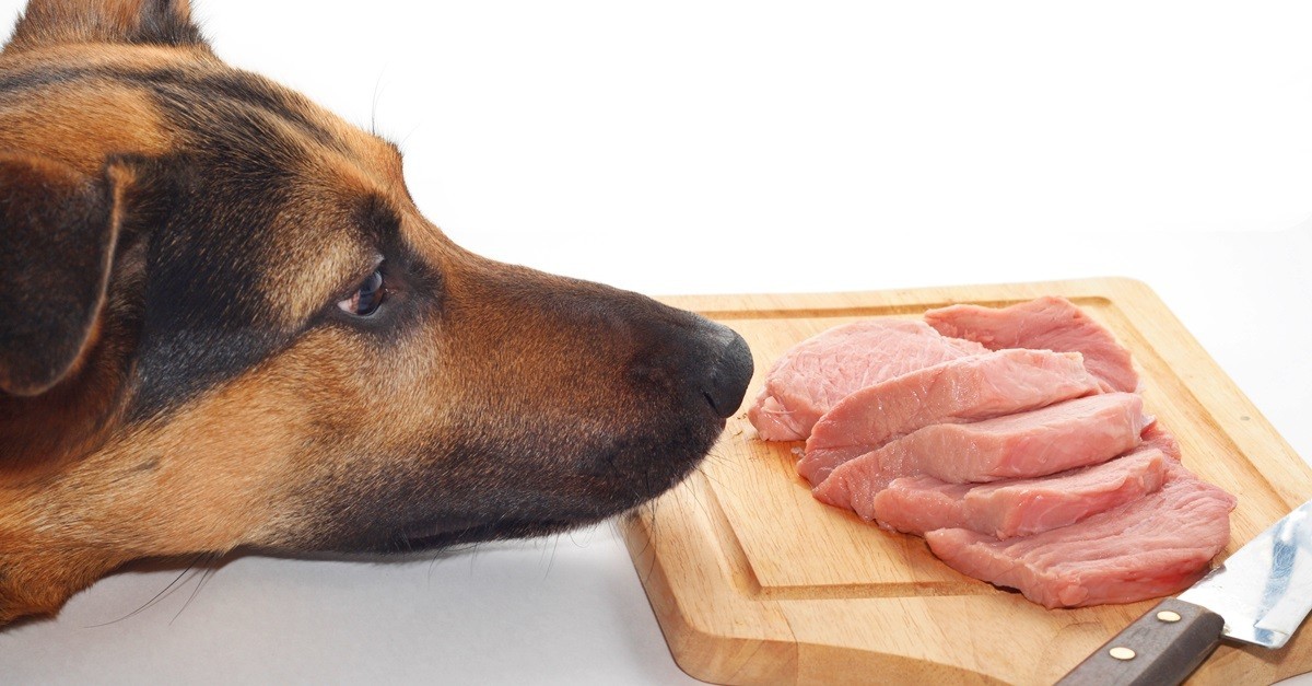 Is A Raw Diet Safe For Your Dog? Know The FACTS