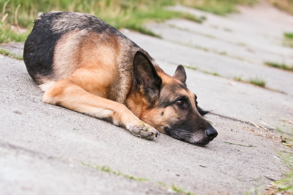 Hot Concrete Can Burn Your Dogs Paws: Learn How To Protect Your Pooch