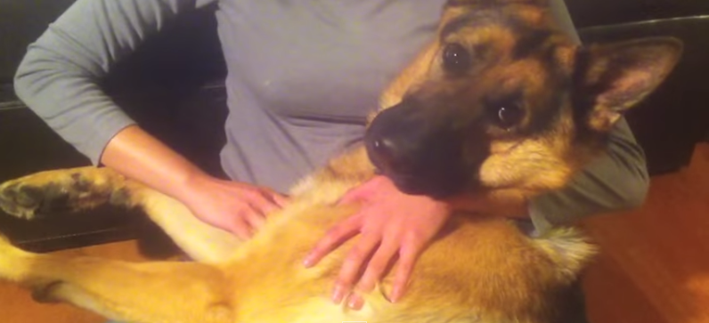 [VIDEO] This German Shepherd Likes His Chest Scratched – But Watch What Happens When It Stops!