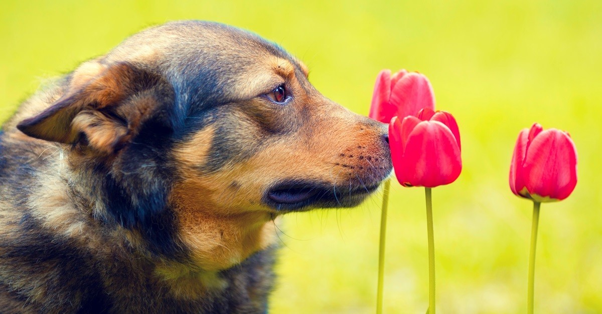 Is Your Garden Dangerous For Your Dog? Identify Toxic Plants And Flowers For Your Pooch