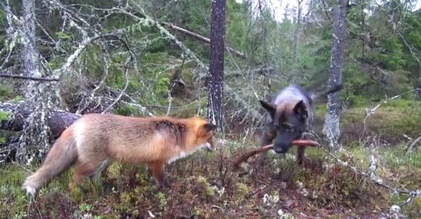 [VIDEO] Real Life Fox And Hound Duo Are The Cutest ‘Odd Couple’ Ever!