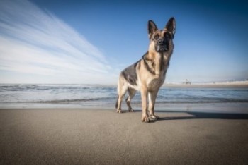 Fun German Shepherd Facts About Your Favorite Breed!