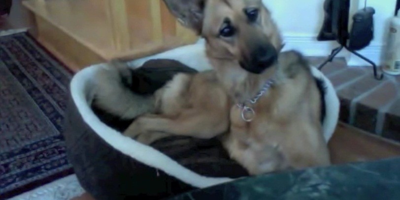 [VIDEO] This German Shepherd Has The Cutest Reaction To A Talking Dog Video Clip – We Just LOVE Her!