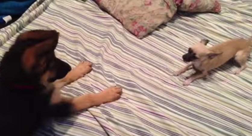 [VIDEO] German Shepherd Puppy vs. Chihuahua – Absolutely Adorable!