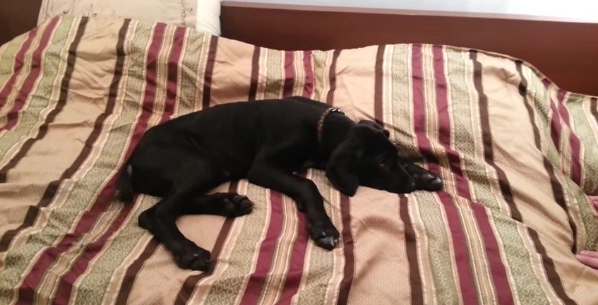 [VIDEO] Watch This Pup REFUSE To Get Out Of Bed! It’s HYSTERICAL