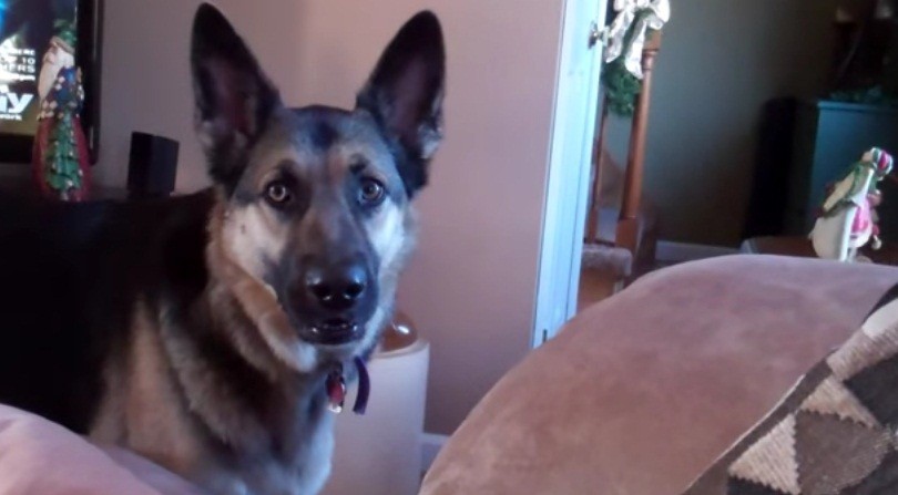 [VIDEO] Watch This Pup Beg Her Owner For Icing