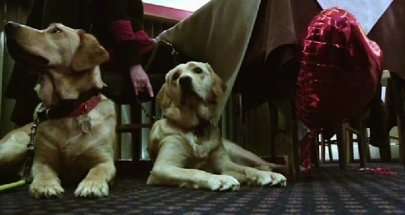 [VIDEO] See How These Service Dogs Played Matchmaker! Such A Beautiful Story!