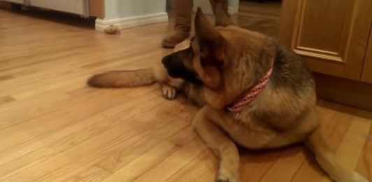 [VIDEO] Watch This German Shepherd Protect A Lobster From Becoming Dinner! 00:24 Is Hilarious!!!