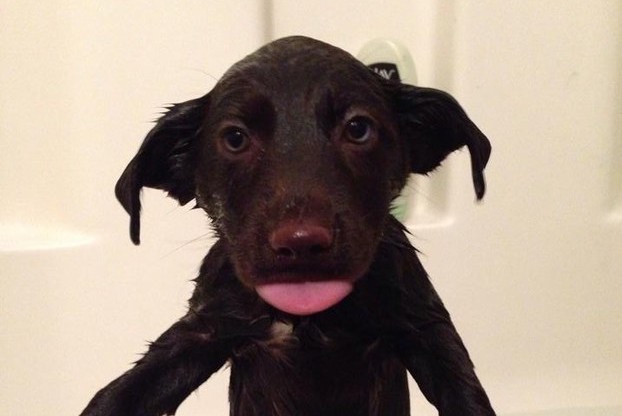 10 Adorable Photos Of Puppies Getting A Bath That Will Make You Smile