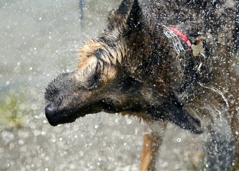 Doggy Bath Tips and Alternatives