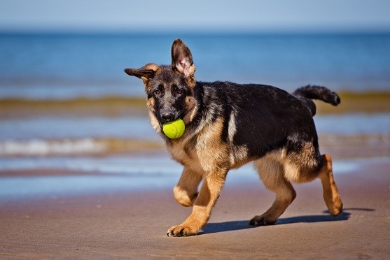 This Amazing Dog Collar Can Tell You If Your Pup Is Getting Enough Exercise!