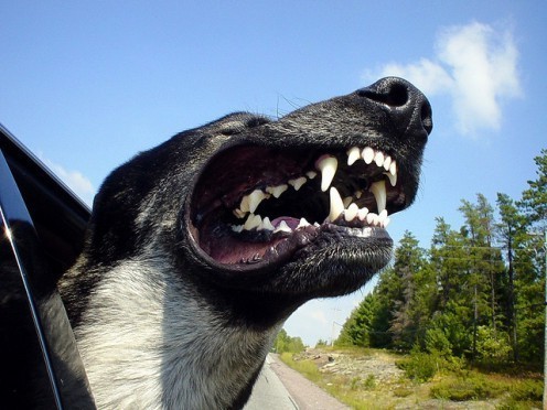 10 Photos Of Dogs In Cars And They’re Having The Time Of Their Lives!