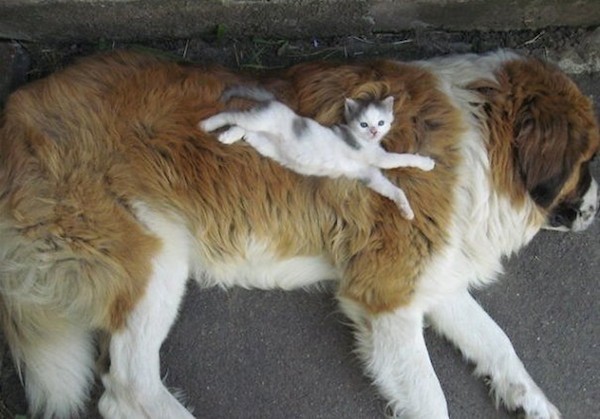 7 ADORABLE Nap Time Buddies: Cat And Dog Edition! The Last One Is Our FAVORITE!