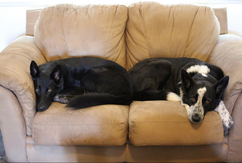 12 Epic Photos of Dogs That Don’t Understand The Meaning Of Personal Space