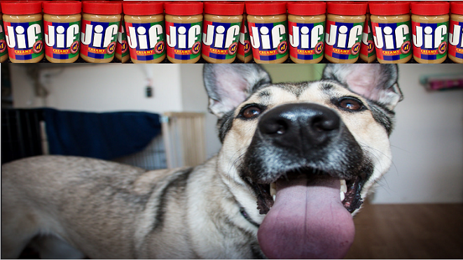 Can I Feed My Dog Peanut Butter? The Answer May Surprise You!