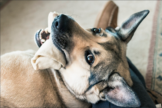 Choosing The Best Dog Bone For Your German Shepherd