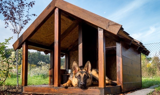 7 Genius Tips To Make Moving With Your Dog Go Smoothly