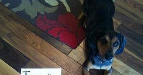 The Ultimate Compilation Of The Most Amazing Dog Shaming Pics – Don’t Miss These!
