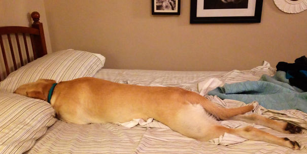 8 Dogs Blissfully OWNING Their Owners Beds
