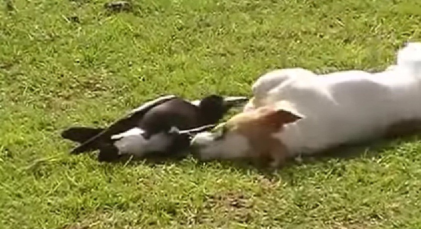 [VIDEO] This Bird Befriends a Puppy – The Result: Too Cute For Words!