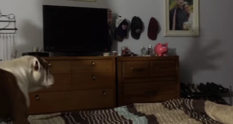[VIDEO] Dog Defends His Territory To A Shadow Puppet – He Thinks It’s Real! Sooo Cute